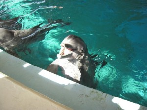 A dolphin sticks its head out of the water near the edge of its swimming pool