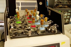 Incubator-shaker holding several small Erlenmeyer flasks with variously-colored labels
