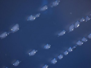 Semi-transparent cells glisten on a blue background in a microscope photograph