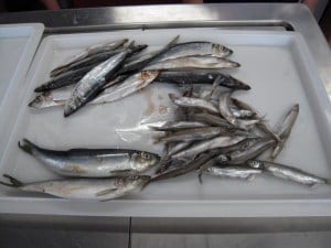 A pile of smallish silvery fish on a white, plastic tray. 