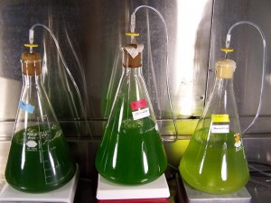 Three Erlenmeyer flasks partially filled with with green, liquid algal cultures.