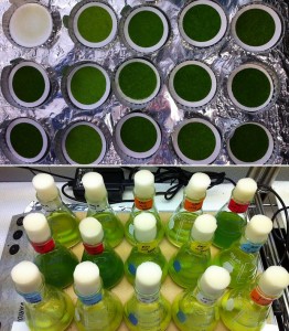 Above: bright green filter disks with concentrated, dried algal residue; Below: stir-plate holding 15 small Erlenmeyer flasks containing different algal strains in various shades of green.