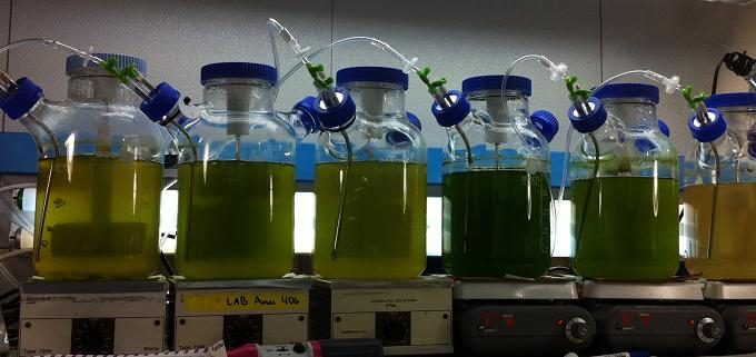 Set of six large, stirred, glass vessels containing algal cultures in various shades of greenish brown, reflecting different growth conditions.