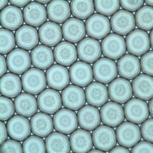 Droplets for individual cell culture assays, created by our microfluidics system