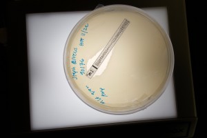 Petri dish with an antibiotic test strip on the agar surface