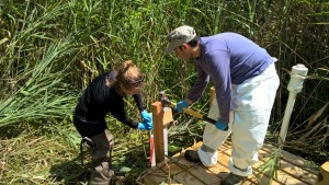 Bouwer group collaborators installing a passive sediment sampling device in a grassy wetland